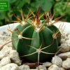 Melocactus _salvadorensis _GD100 _01